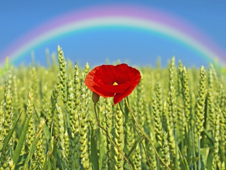 Poppy with rainbowの写真素材
