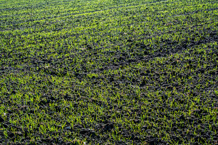 winter wheat growing