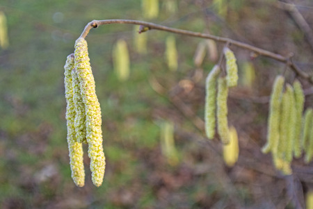 Hazelnut bloomの写真素材