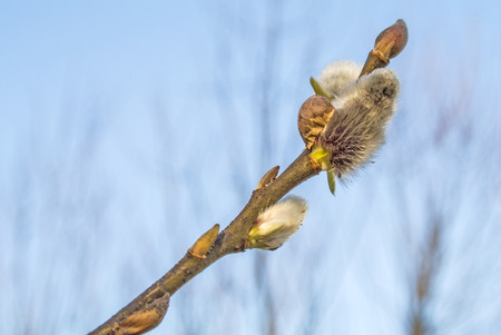 Willow blossomの写真素材