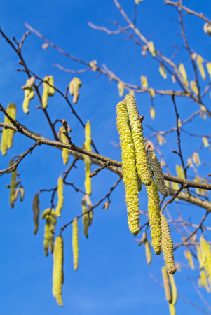 Hazelnut bloomの写真素材