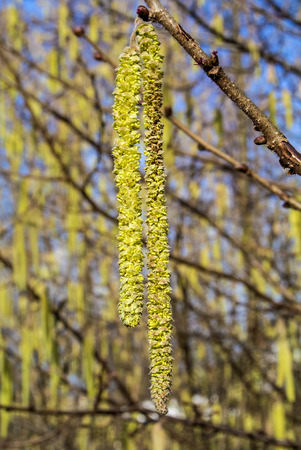 Hazelnut bloomの写真素材