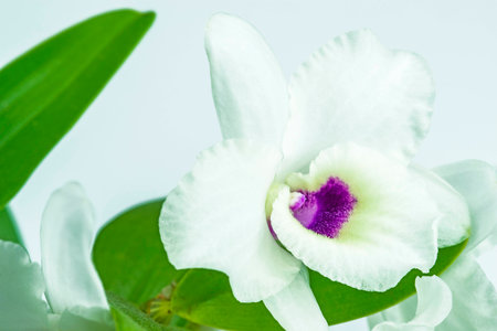 Dendrobium orchid の写真素材