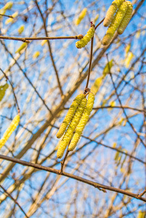 Hazelnut blossom