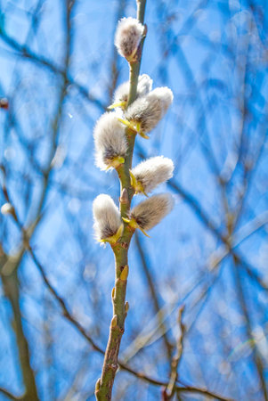 Willow blossomの写真素材