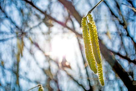 Hazelnut blossomの写真素材