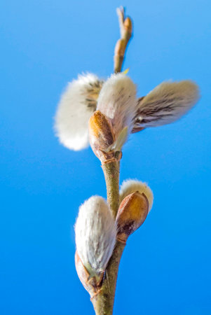 Willow blossomの写真素材
