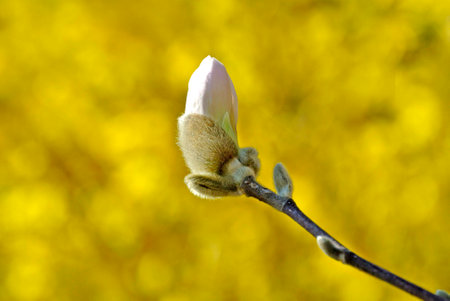Magnolia buds shortly before blossomの写真素材