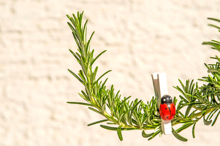 rosemary の写真素材