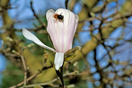 Magnolia blossomの写真素材
