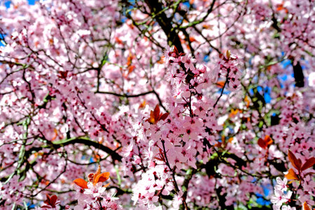 Cherry blossomの写真素材