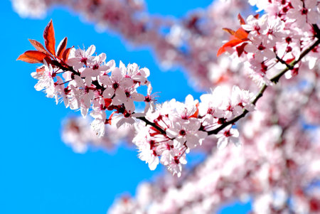 Cherry blossom Cherry blossom