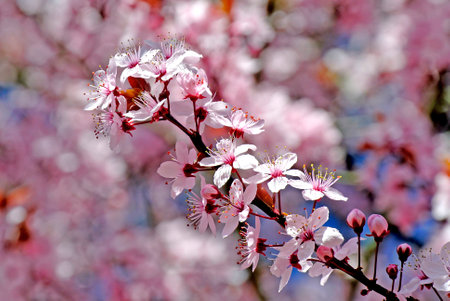 Cherry blossom
