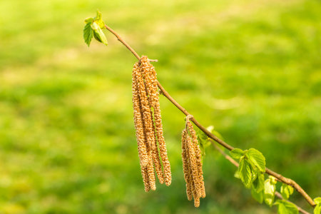 Hazelnut blossom with young leaves