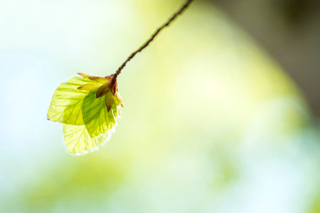 Soft birch leaves in spring