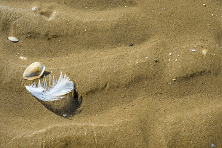 Shell and featherの写真素材