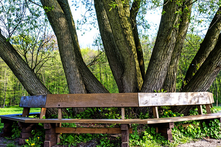 park bench under old  treeの写真素材