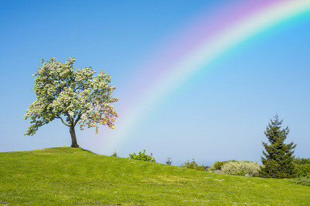 Blooming fruit tree with rainbowの写真素材