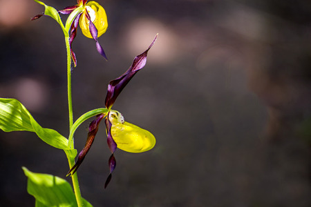 Cypripedium calceolus, slipper orchid wild flower of Germany
の写真素材