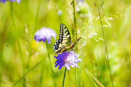 swallowtail butterfly, Papilio machaonの写真素材