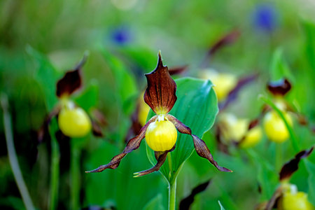 slipper orchid wild flower of Germany
