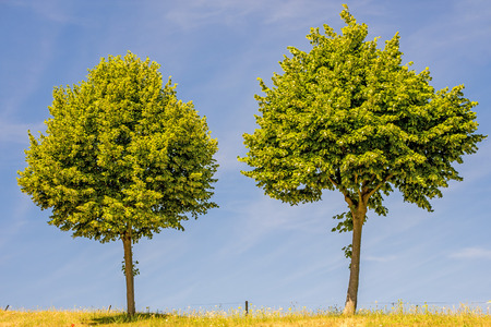 lime-tree blossomの写真素材