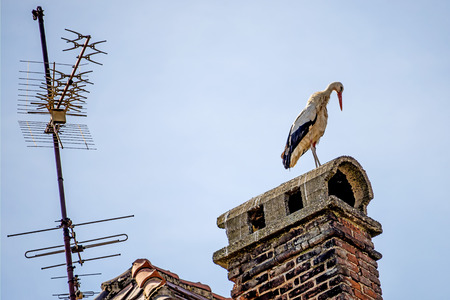 stork on a chimneyの写真素材