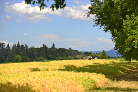 wheat harvest with panoramic viewの写真素材
