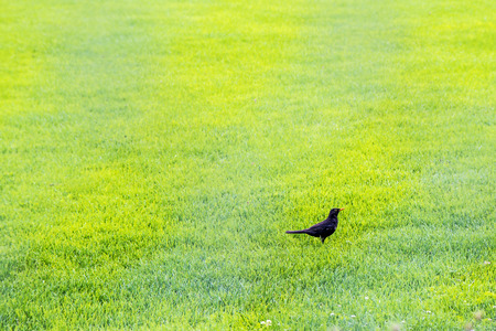 blackbird behind a fence on a football pitchの写真素材