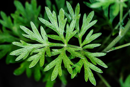 Absinthe wormwood, Artemisisa absinthum