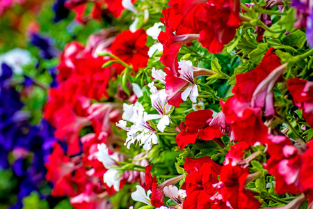 Flowers at a balcony