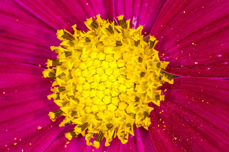 cosmea flowerの写真素材