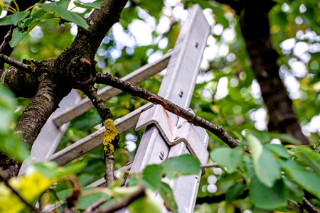 ladder at a fruit tree