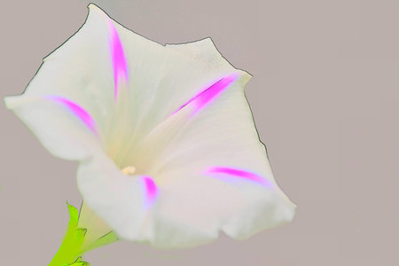 morning glory, drug of the aztecsの写真素材