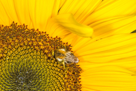 sunflower with beeの写真素材