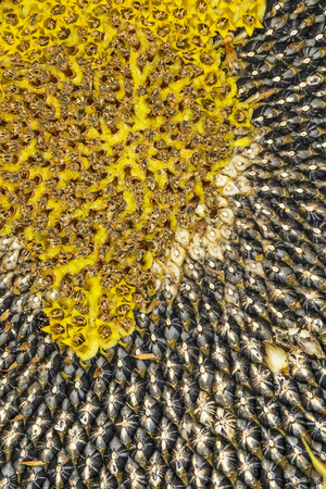 sunflowerの写真素材