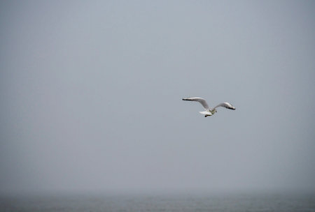 Seagull over the Baltic seaの写真素材