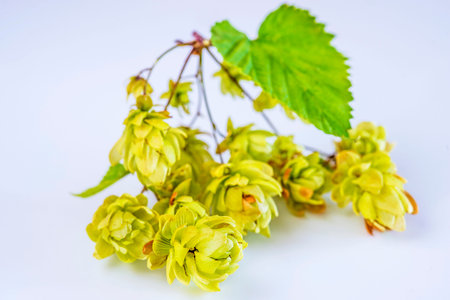 ripe hop cones
