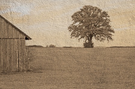 oak with barnの写真素材