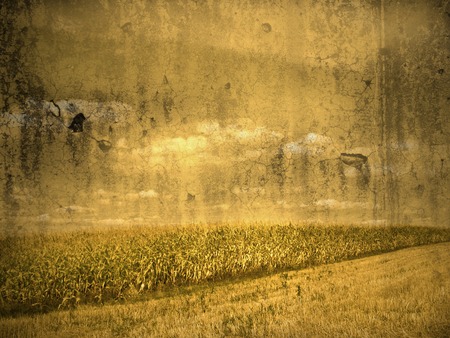 corn field in vintage lookの写真素材