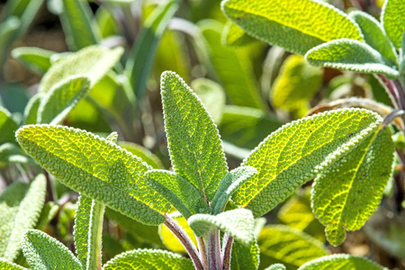 sage, Salvia officinalisの写真素材