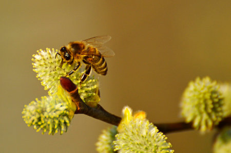 Willow blossom with beeの写真素材