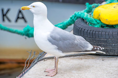 Herring gull, Larus fuscus L.の写真素材