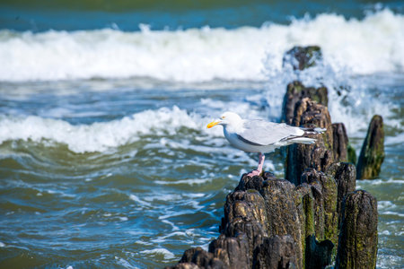 Groins in the Baltic Sea with gullの写真素材