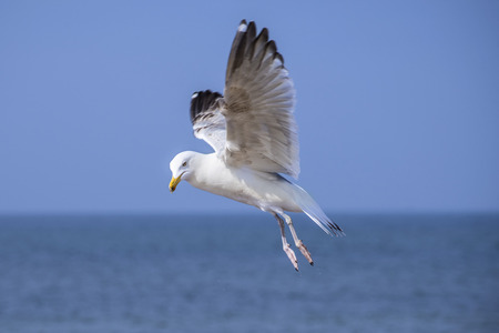 Herring gull, Larus fuscus L. flyingの写真素材