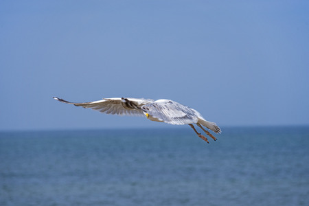 Herring gull, Larus fuscus L. flyingの写真素材