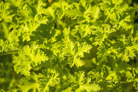 Scented Leaved Pelargoniumの写真素材