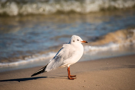Black-headed gull on a beach of the Baltic Seaの写真素材