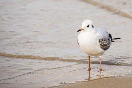 Black-headed gull on a beach of the Baltic Seaの写真素材