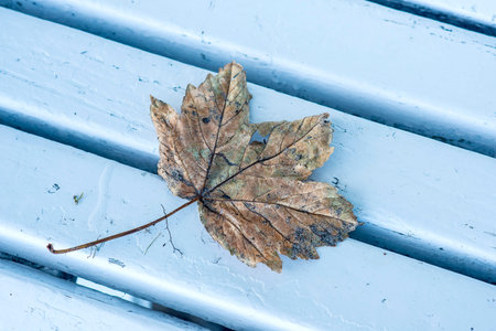 autumnal painted leaf on a park benchの写真素材